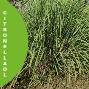 CitronellaN